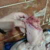 دواجن فاسدة ببنى سويف 