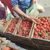 مبادره تاجر طماطم 