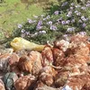 نفوق دواجن