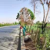 الفاعلية 