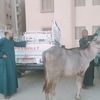 استجابة سريعة لاهل مصر