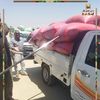 القمح ببنى سويف 