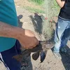 سمكة البليكو المدرعة
