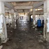 المنوفية 
