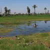تعديات طرح النيل