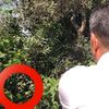 ثعبان ضخم بقرية شعيب