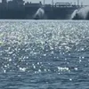حريق ميناء دمياط
