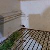 الصراصير داخل الثلاجة 
