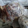 المنوفية 