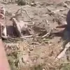 الواقعة