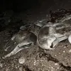 حمير مذبوحة