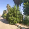جانب من الاشجار في الشوارع 