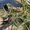 الفاعلية 