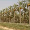  زراعة النخيل بمصر