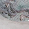 الثعبان
