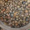 ضبط طن زيتون بمطروح 
