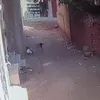 عقر الكلب