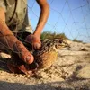 موسم الصيد الطيور المهاجرة بمطروح