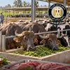 الحكومة تنفي تراجع أعداد الماشية 50%