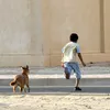 هجمات الكلاب الضالة