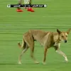 كلب في مباراة البنك الأهلي والمصري 
