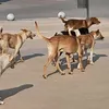  الكلاب الضالة