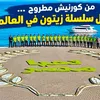 أطول سلسلة زيتون في العالم