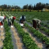 الصادرات الزراعية 
