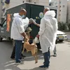 خلال جولته بالحي الإماراتي .. محافظ بورسعيد يتابع أعمال حملة جمع الكلاب الضالة وإيداعها في الشلاتر المخصصة