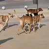 كلاب ضالة