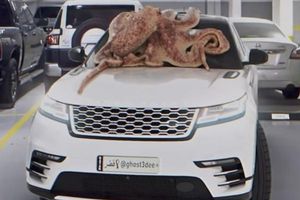 أخطبوط ضخم يحطم سيارة في قطر