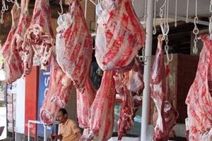 أسعار اللحوم في منافذ التموين