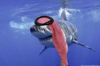 القرش السعودي  