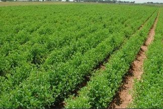 تأثير المناخ على الزراعات 