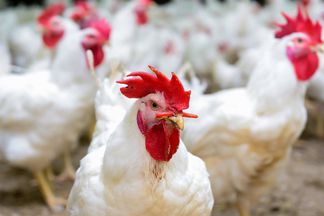 اسعار الدواجن