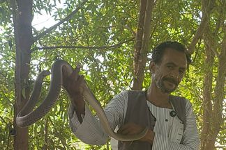 وحيد هاشم مع الافعي الكوبرا 