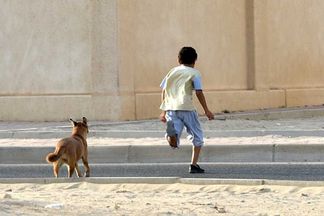  هجمات الكلاب الضالة
