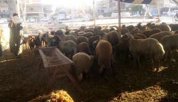  أسعار ماشيه عيد الاضحى لهذا العام فى محافظة بورسعيد