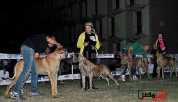 أول فندق بورتو لاستجمام الكلاب في مصر