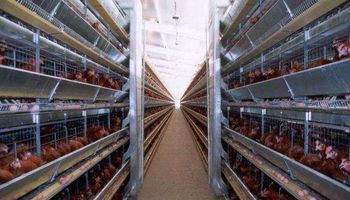 دواجن أرشيفية