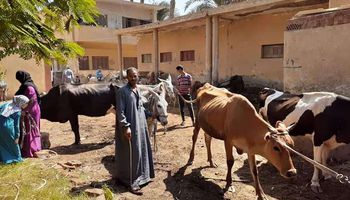 تحصين 77 ألف ماشية ضد الحمى القلاعية