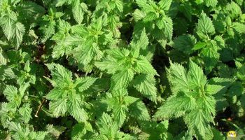 نبات القراص