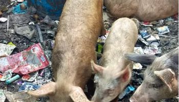 تربية الخنازير في منطقة البراجيل