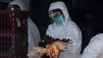 تفشي وباء انفلونزا الطيور في الصين
