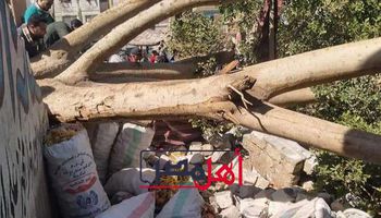 سقوط شجرة في منتصف سوق أبوتشت بقنا