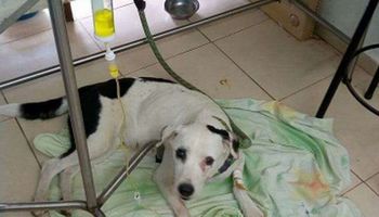 وضع كلب في الحجر الصحي للاشتباه في إصابته بفيروس كورونا