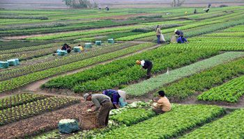 المحاصيل الزراعية في مصر
