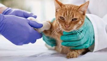 فحص كورونا للحيوانات المستوردة