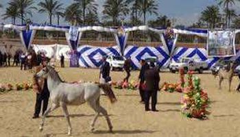 مهرجان الخيول العربية بالبحيرة