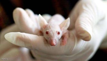 علاج كورونا على الفئران